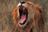 местная фауна - фотогалерея на RCC-TRAVEL.RU местная фауна - фотогалерея на RCC-TRAVEL.RU